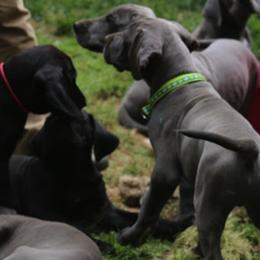 Great Dane Puppies from Sterling Danes