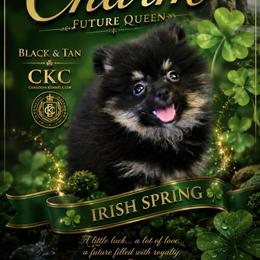 Charm - Pomeranian