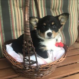 Hickory Springs Mia - Black and tan Pembroke Welsh Corgi puppy in Lima, New York from Hickory Springs Corgis