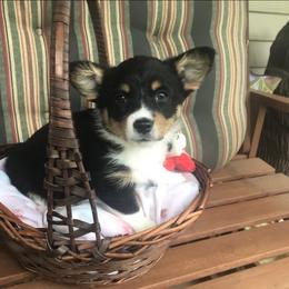 Hickory Springs Mia - Black and tan Pembroke Welsh Corgi puppy in Lima, New York from Hickory Springs Corgis