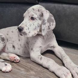 Meela - Merle female Great Dane puppy in Kannapolis, North Carolina from Carolina Great Danes & Toy Poodles