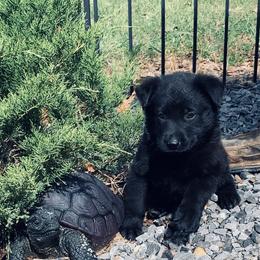 Boy 7 - male German Shepherd puppy in Batesville, Mississippi from Shepherd Farms