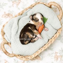 Coke - Red merle female Miniature Australian Shepherd puppy in Oklahoma City, Oklahoma from Outland Toy & Mini Aussies
