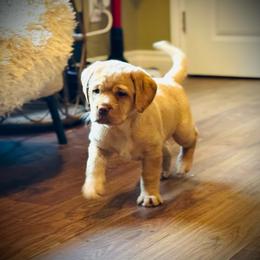 Jubilee, Now Lucy-Light Pink Collar - Yellow female Labrador Retriever puppy in Penn Valley, California from Pleasant Valley Creekside Ranch, LLC