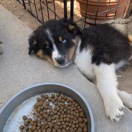 Australian Shepherd Puppies from Far Out Aussies