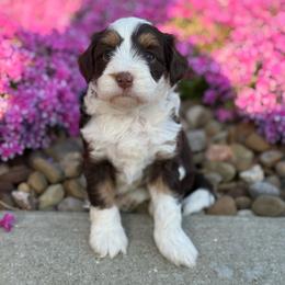 Brunette - Chocolate merle female Bernedoodle puppy in Dundee, Ohio from Down Home Doodle