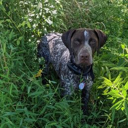 German Shorthaired Pointers from Boujee Bird Dogs