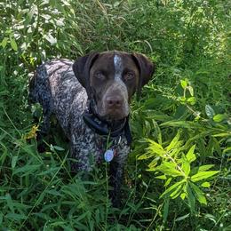 German Shorthaired Pointers from Boujee Bird Dogs