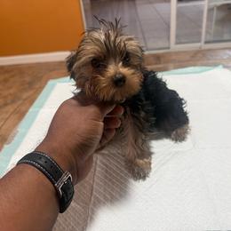 Tantor - Black and tan male Yorkshire Terrier puppy in Pomona, California from Lunio's Yorkies