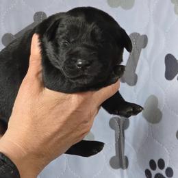 Girl 2 - Golden female Golden Retriever puppy in Montrose, Michigan from Spraggins Sweet Acres