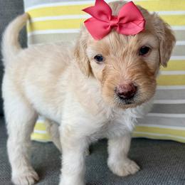 Coral - Cream female Goldendoodle puppy in Wyandotte, Oklahoma from Goldendoodles of NE OK