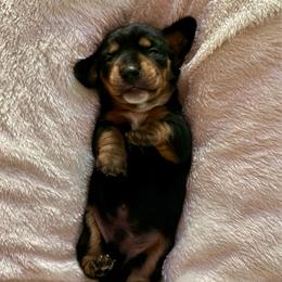 Walter - Black and tan male Dachshund puppy in Westport, Kentucky from Lonestar Creek Farm