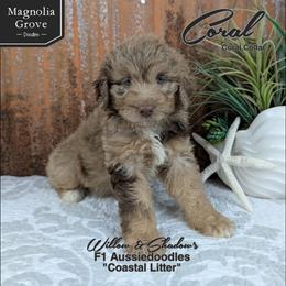 Coral - Coral Collar - Brown merle female Aussiedoodle puppy in Oxford, Alabama from Magnolia Grove Doodles