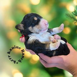 Alvin - Red male Bernedoodle puppy in Ashton, Idaho from Kerr Kanine Ranch