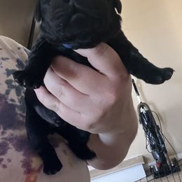 Golden Retriever and Labrador Retriever Puppies from The Golden Leash Kennels