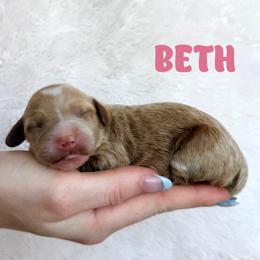Beth - Red  female Goldendoodle puppy in St. George, Utah from Utah Mini Doodles