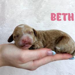 Beth - Red  female Goldendoodle puppy in St. George, Utah from Utah Mini Doodles