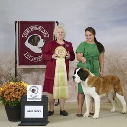 Saint Bernard Puppies from Heart Mountain Saint Bernards