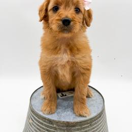 Feta - Apricot female Goldendoodle puppy in Sunman, Indiana from Brunsman Country Doodles LLC