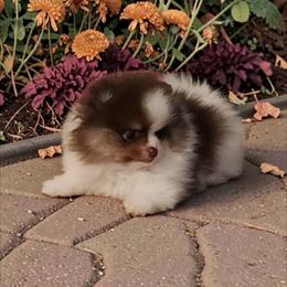 Ridge  3,500 dollars - Tri-colored male Pomeranian puppy in Amelia, Ohio from Boujee Puff Poms