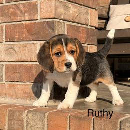 Ruthy - Black tan and white female Beagle puppy in Mansfield, Missouri from Rippee Creek Kennel