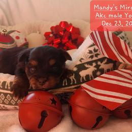 Ollie - Black and tan male Yorkshire Terrier puppy in Dallas, North Carolina from Mandy's Miracles