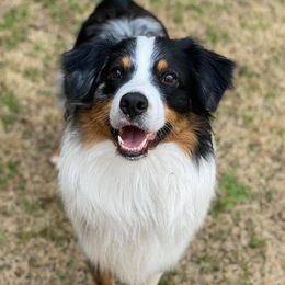 Australian Shepherds from Crosby’s Southern Shepherds