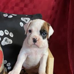 White girl - White female Boxer puppy in Wellsville, Missouri from Casino Boxers