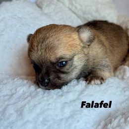 Wonton, Caesar, Falafel - Fawn male Chihuahua puppy in Grass Valley, California from Red Paw Chihuahuas