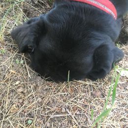 Labrador Retriever All Grown Up from Rocky Mountain Dogs - Utah