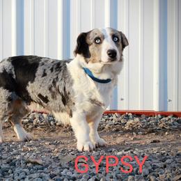Gypsy - Blue merle and white female Cardigan Welsh Corgi puppy in Hotchkiss, Colorado from Bell S Ranch