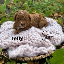 Bernedoodle, Cavalier King Charles Spaniel, Cavapoo, Goldendoodle, and Poodle Puppies from Gypsi Doodles & Poodles LLC.