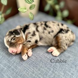 Cubbie - Merle male Bernedoodle puppy in Waco, Texas from Blessings Pups Doodles