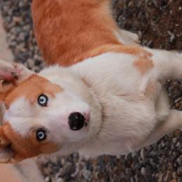 Cardigan Welsh Corgis and Pembroke Welsh Corgis from Bell S Ranch