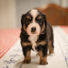 Yankee Doodle - Black tri male Miniature Australian Shepherd puppy in San Antonio, Texas from Wigglebutts Unlimited