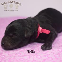 Minnie - Black female Schnoodle puppy in Sedalia, Missouri from Farmer Brown's Puppies