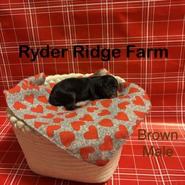 Brown - Black and tan male Cavapoo puppy in White Sulphur Springs, West Virginia from Ryder Ridge Farm