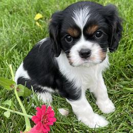 Cavalier King Charles Spaniel Puppies from Pam's Cavalier King Charles Spaniels