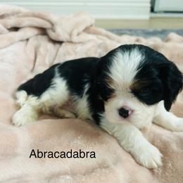 Abracadabra - Tri-color female Cavalier King Charles Spaniel puppy in Temecula, California from McKenna Cavaliers in Southern California
