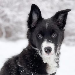Border Collie Puppies from By Design Farm