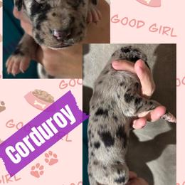 Corduroy - Merle female Great Dane puppy in Wellsville, New York from Prophecy Danes