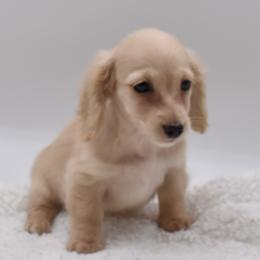 Puppy four - Cream female Dachshund puppy in Maurice, Louisiana from Hart Dachshunds