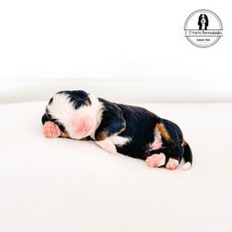 Black Collar Male - Axel - Tri-color male Bernese Mountain Dog puppy in Lebanon, Ohio from 3|17 Korte Bernedoodles LLC