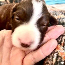 Border Collie Puppies from Border Agility