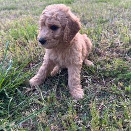 Red Barn - Chocolate male Goldendoodle puppy in Louisburg, North Carolina from Lakes Golden Doodles