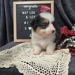 1 blue collar boy - Black and tan male Pembroke Welsh Corgi puppy in Harrisburg, Illinois from Parish Corgis