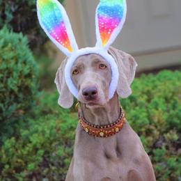 Weimaraner puppies from Silvr Galaxy Weimaraners