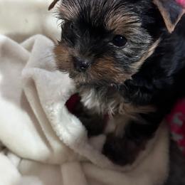 Ezra..... Chaos - Black and tan male Yorkshire Terrier puppy in Tulsa, Oklahoma from Yorker Puppy Palace