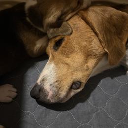 Harrier Puppies from Darkfire Harriers