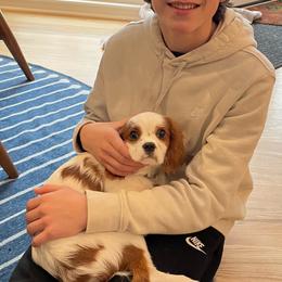 Cavalier King Charles Spaniel Puppies from Christina’s Cavaliers